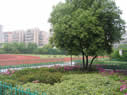 杭州市拱宸橋小學(xué)圖片