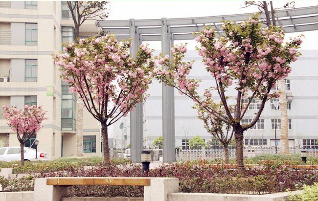 杭州師范大學東城實驗學校圖片