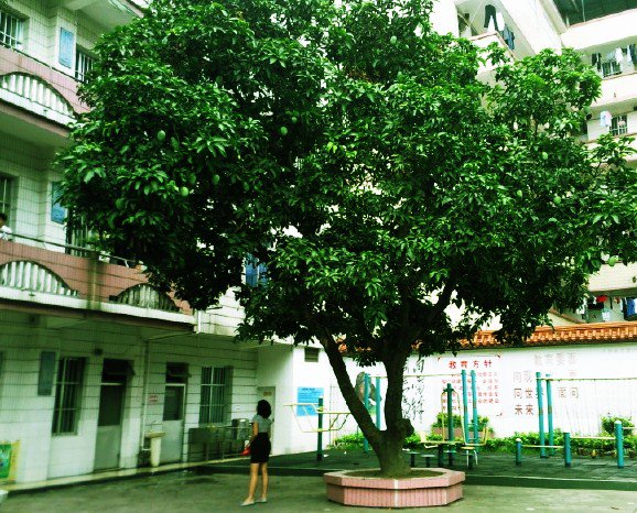 南寧市秀廂小學(xué)圖片