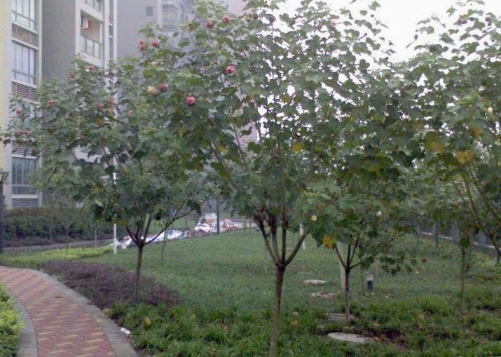 重慶市大渡口區(qū)鋼花小學(xué)圖片